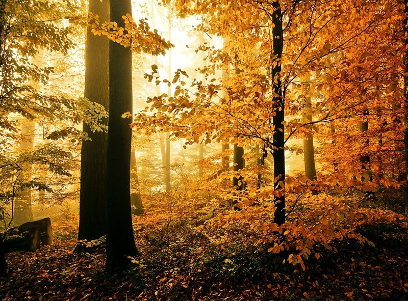Autumn Forest Scene — Gold