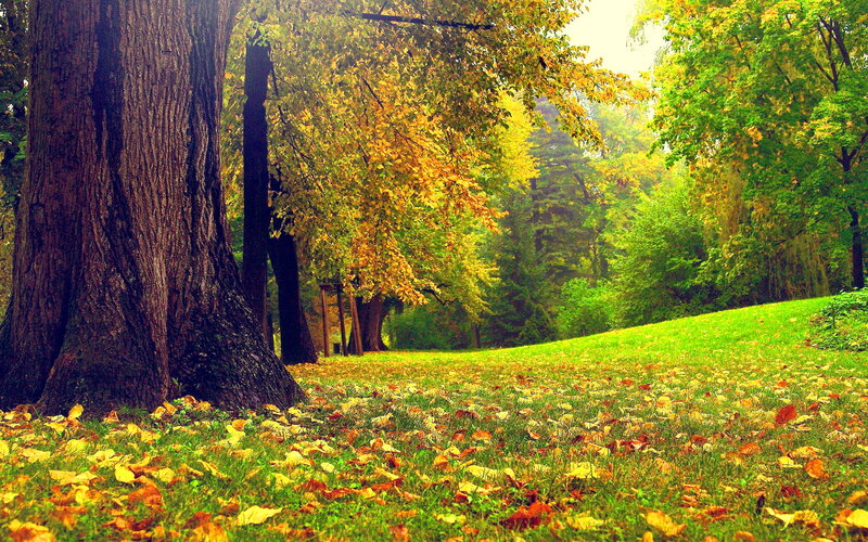 Autumn Forest Scene — Green, Serene, Photograph