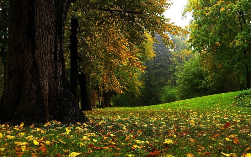 Autumn Forest Scene — Green, Serene, Photograph, Trees, Grass, Fallen Leaves
