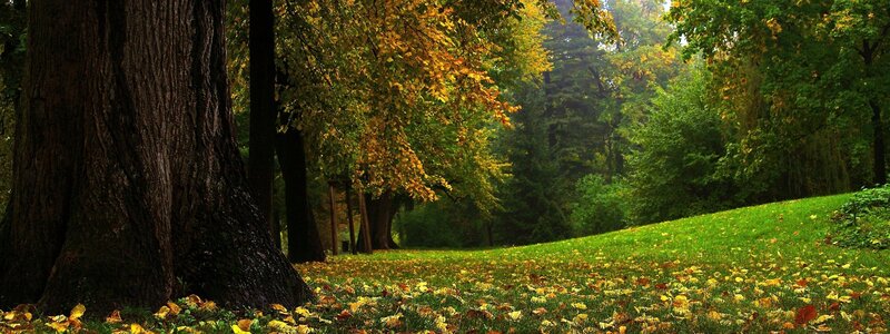 Autumn Forest Scene — Green, Serene, Photograph, Trees, Grass