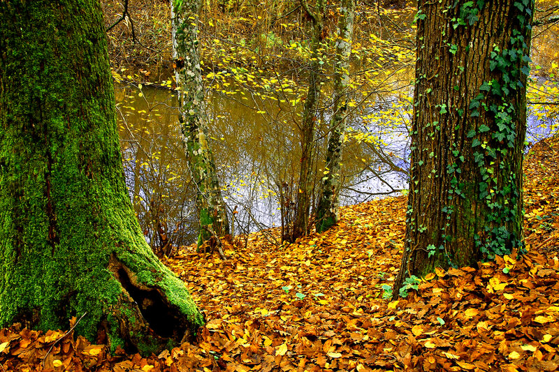 Autumn Forest Scene — Green, Serene, Photograph, Trees