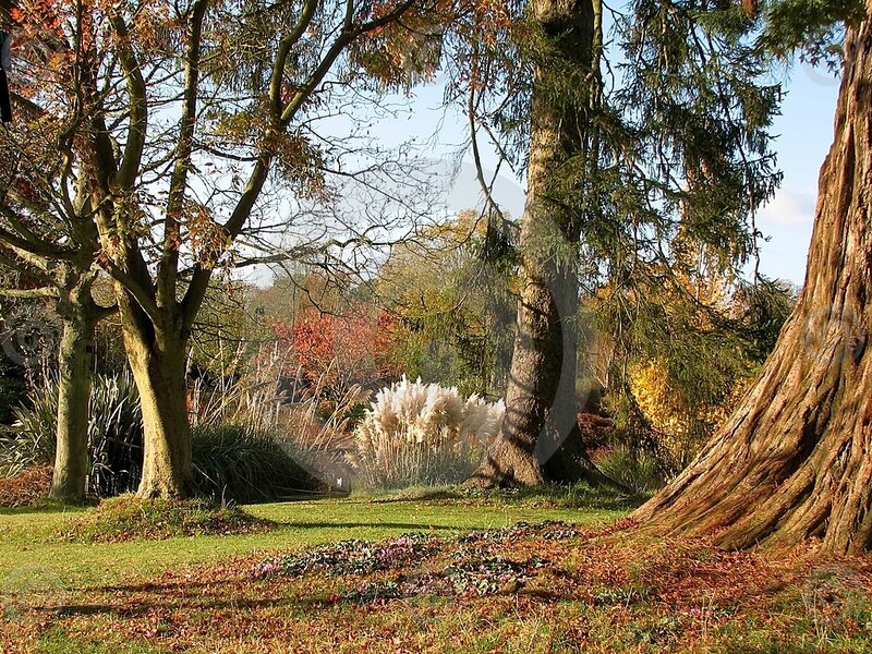 Autumn Forest Scene — Green, Serene
