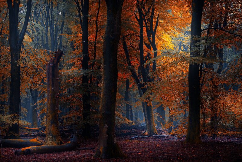 Autumn Forest Scene — Orange, Dramatic, Photograph
