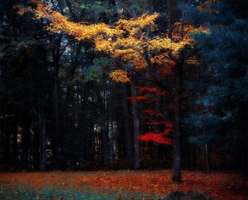 Autumn Forest Scene — Orange, Dramatic