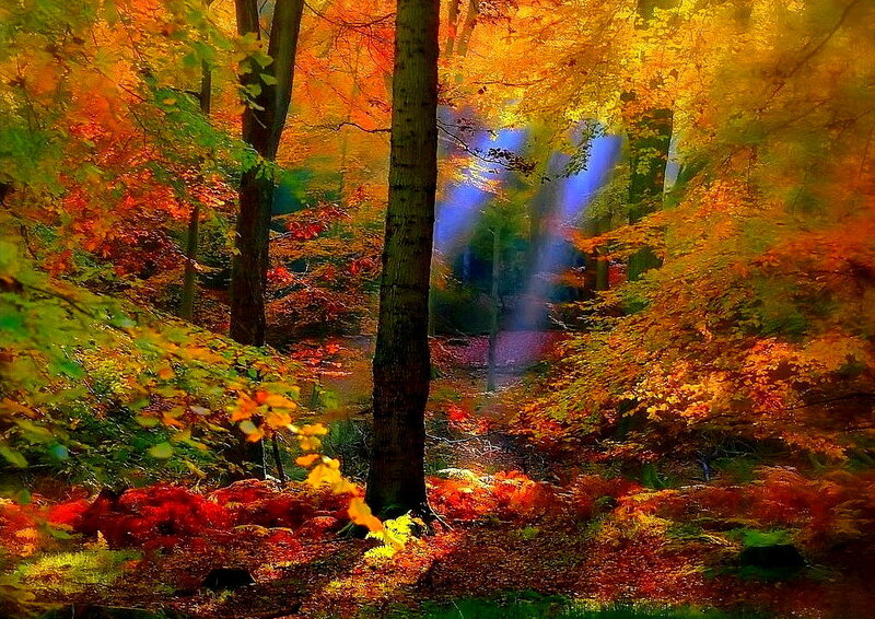 Autumn Forest Scene — Orange, Serene, Digital Art
