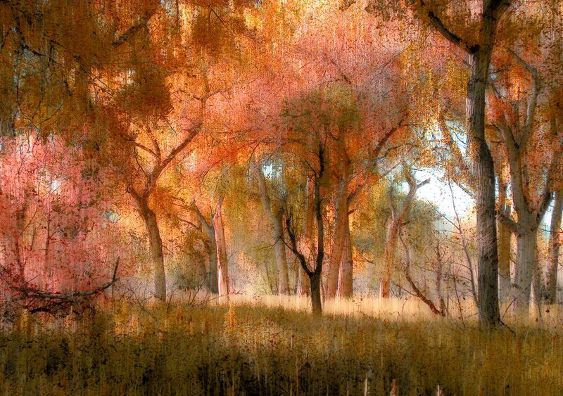 Autumn Forest Scene — Orange, Serene, Digital Art, Trees