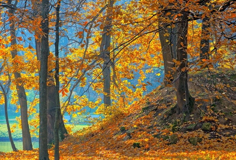 Autumn Forest Scene — Orange, Serene, Photograph