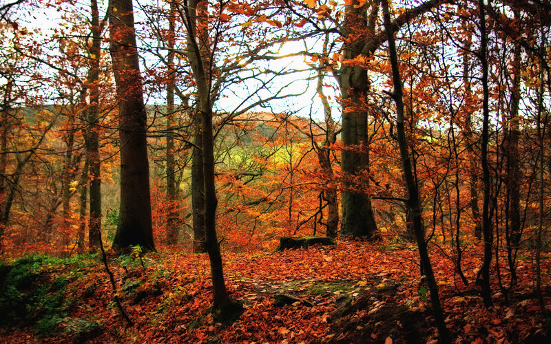 Autumn Forest Scene — Orange, Serene, Photograph, Trees, Fallen Leaves, Sunlight, Brown