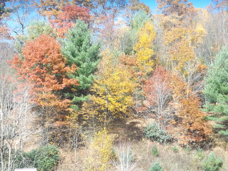 Autumn Forest Scene — Orange, Serene, Photograph, Trees, Foliage