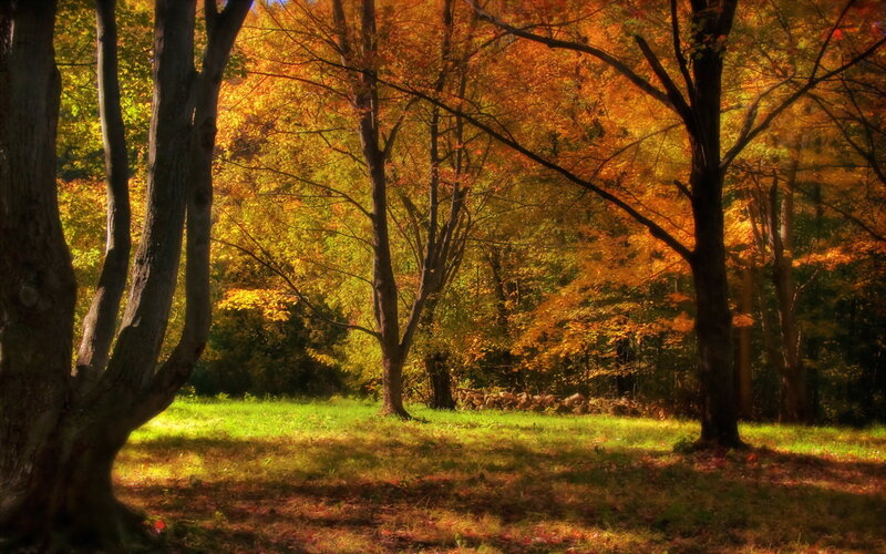 Autumn Forest Scene — Orange, Serene, Photograph, Trees, Grass, Sunlight
