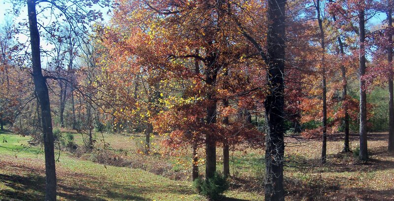 Autumn Forest Scene — Orange, Serene, Photograph, Trees, Grass