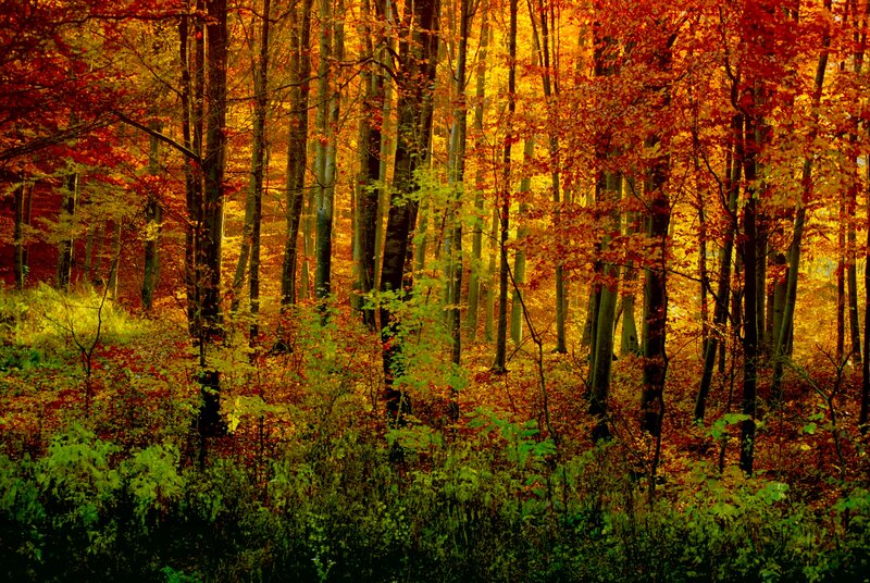 Autumn Forest Scene — Orange, Serene, Photograph, Trees, Leaves, Forest Floor