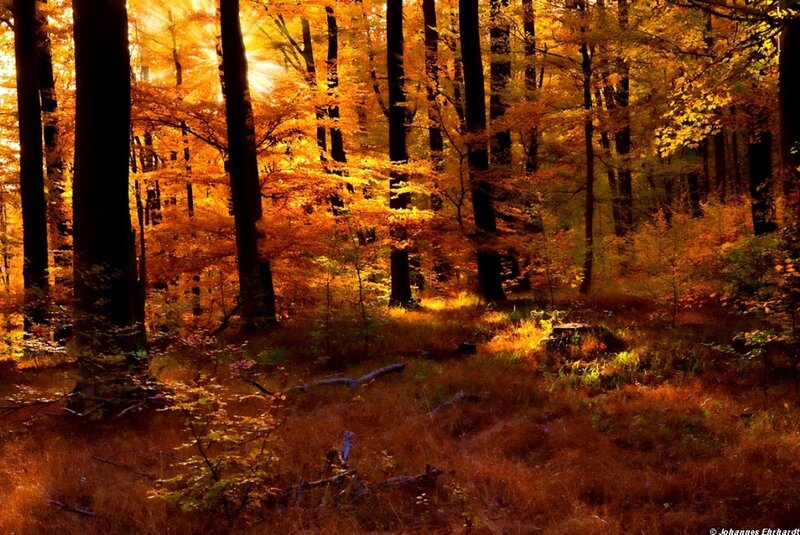 Autumn Forest Scene — Orange, Serene, Photograph, Trees, Sunlight