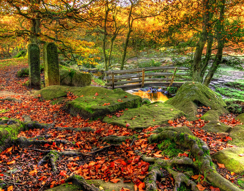 Autumn Forest Scene — Orange, Serene, Photograph, Trees