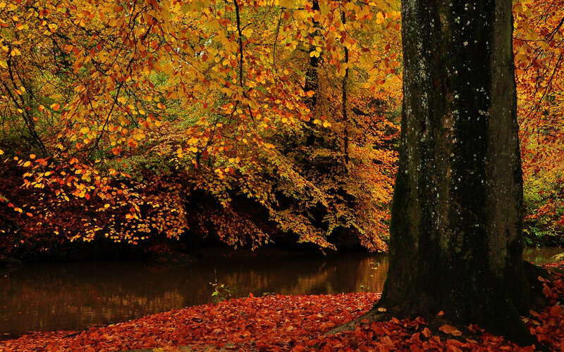 Autumn Forest Scene — Orange, Serene