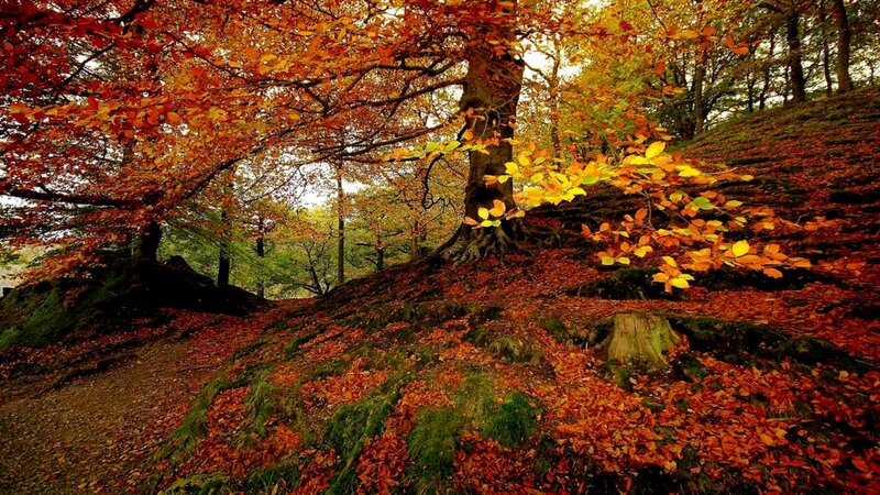 Autumn Forest Scene — Orange