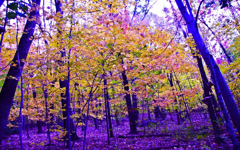Autumn Forest Scene — Purple, Dreamy