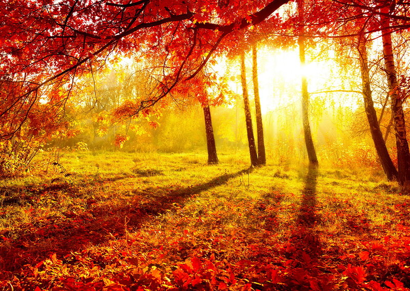 Autumn Forest Scene — Red, Serene, Photograph