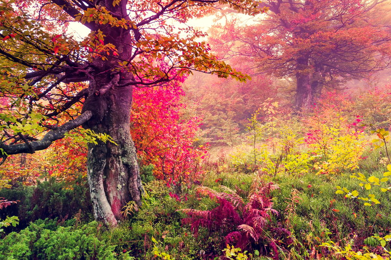 Autumn Forest Scene — Red, Serene, Photograph, Trees