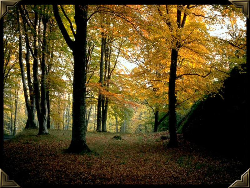 Autumn Forest Scene — Yellow, Serene, Photograph