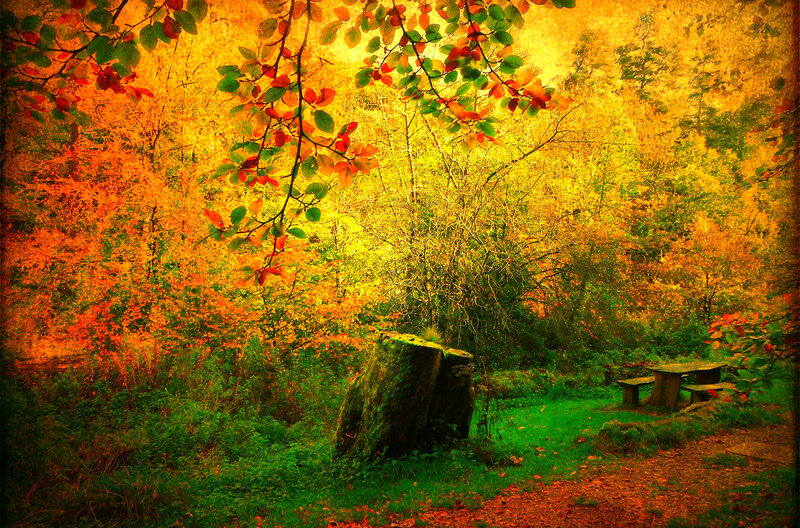 Autumn Forest Scene — Yellow, Serene, Photograph, Tree Stump