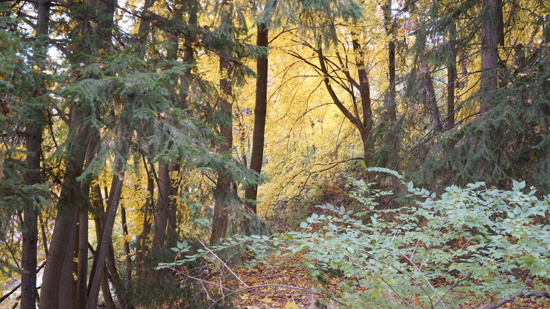 Autumn Forest Scene — Yellow, Serene, Photograph, Trees, Fallen Leaves, Bushes