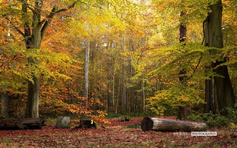 Autumn Forest Scene — Yellow, Serene, Photograph, Trees, Fallen Leaves, Logs
