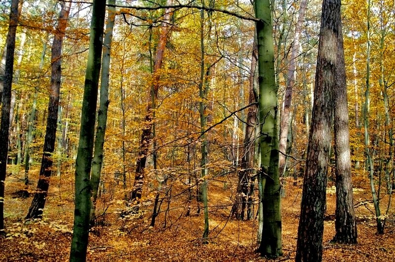 Autumn Forest Scene — Yellow, Serene, Photograph, Trees, Fallen Leaves, Sunlight