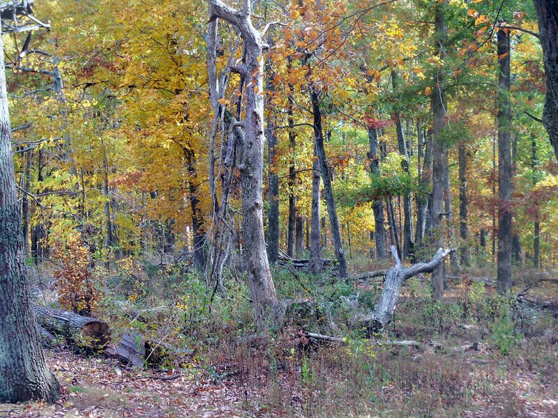 Autumn Forest Scene — Yellow, Serene, Photograph, Trees, Fallen Logs