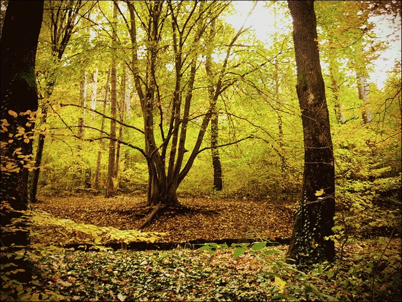 Autumn Forest Scene — Yellow, Serene, Photograph, Trees, Leaves, Forest Floor