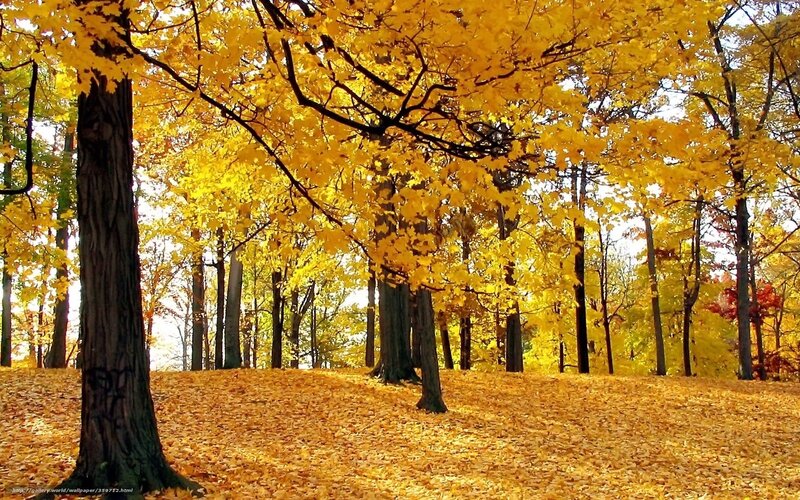 Autumn Forest Scene — Yellow, Serene, Photograph, Trees, Leaves, Ground
