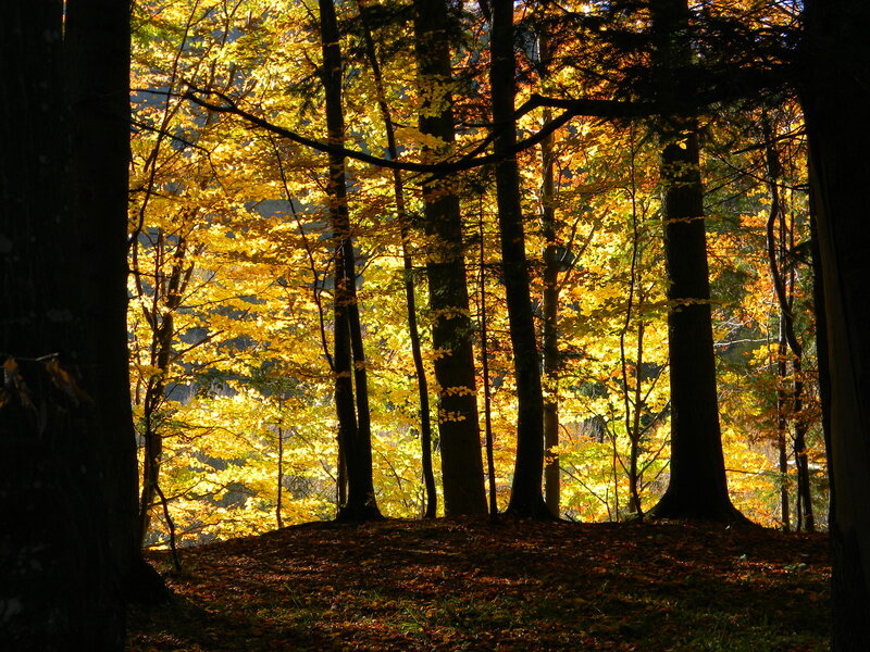 Autumn Forest Scene — Yellow, Serene, Photograph, Trees