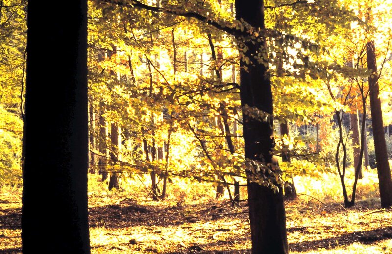 Autumn Forest Scene — Yellow, Serene