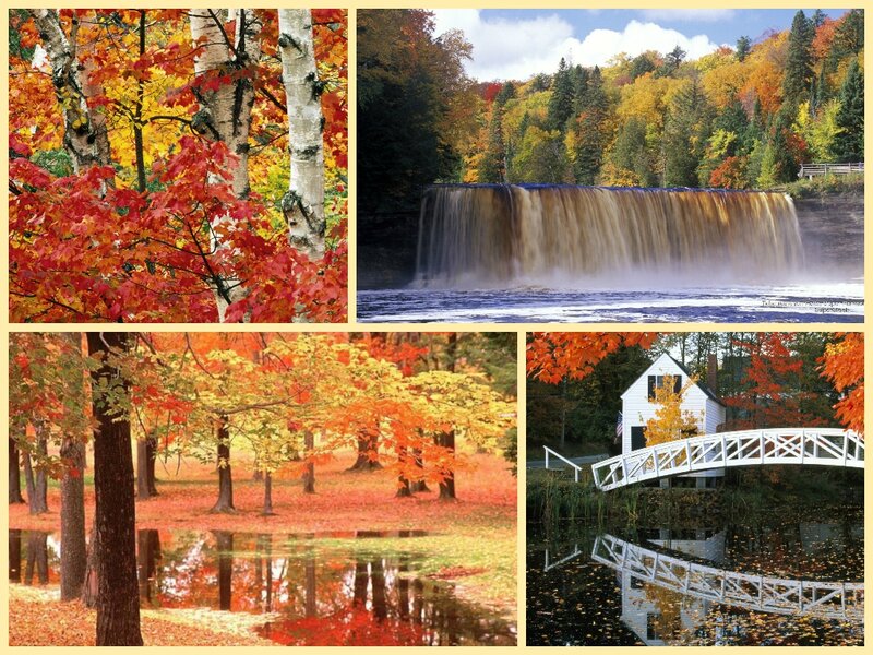 Autumn Forest Scenes