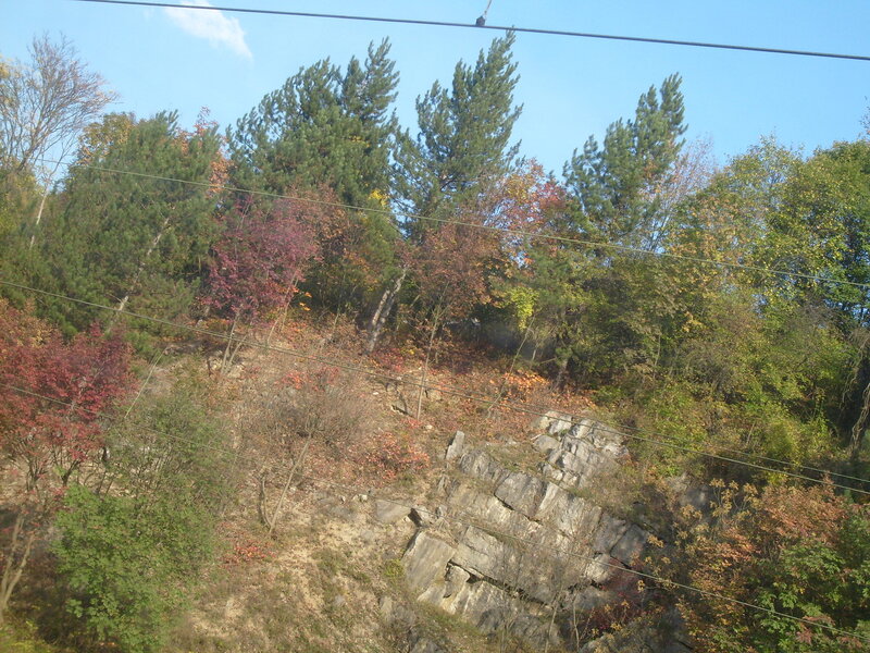 Autumn Forest Slope