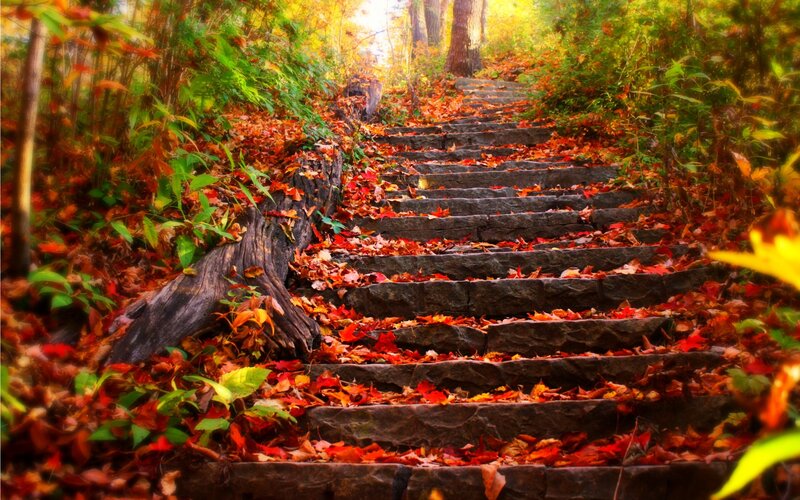 Autumn forest staircase