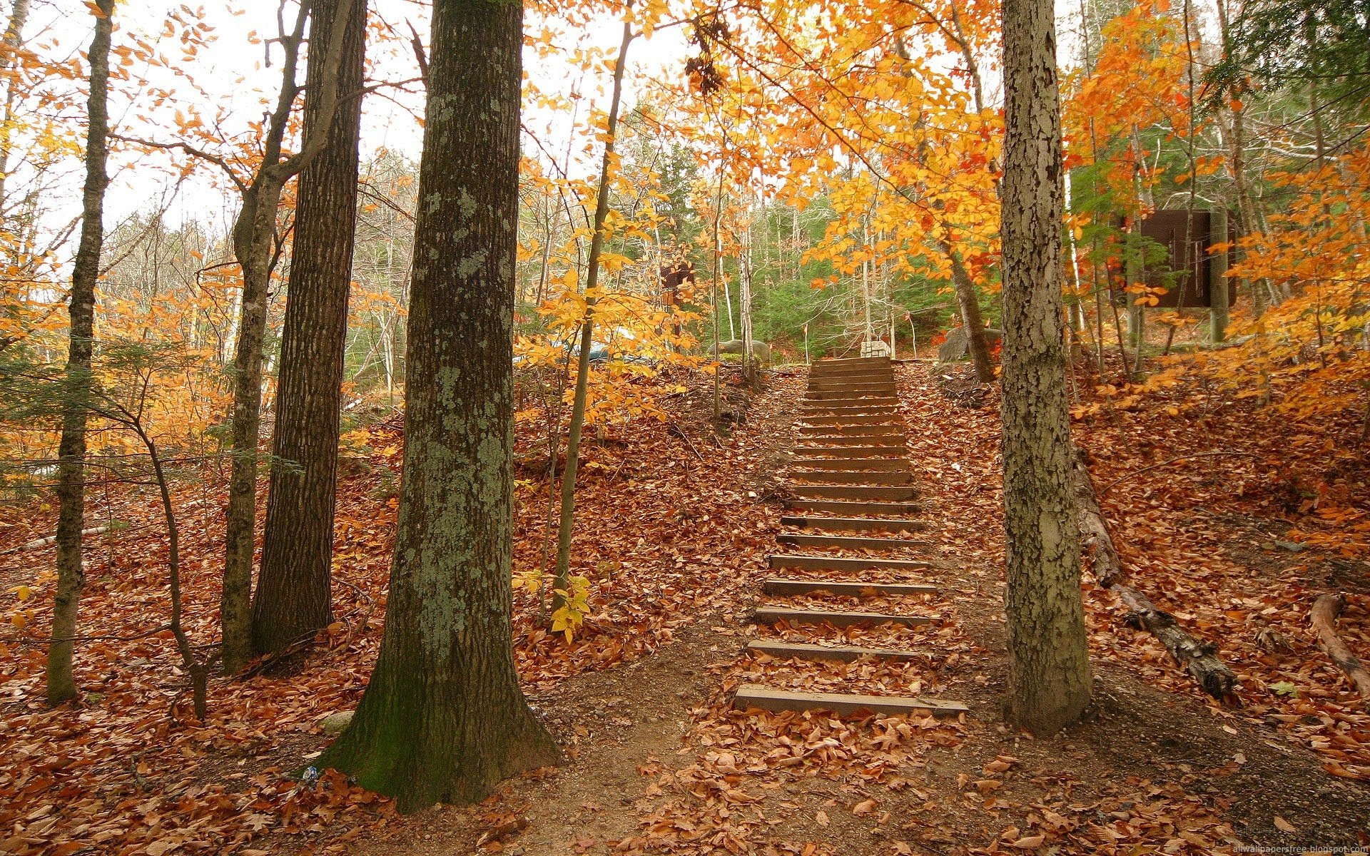 Autumn forest stairs