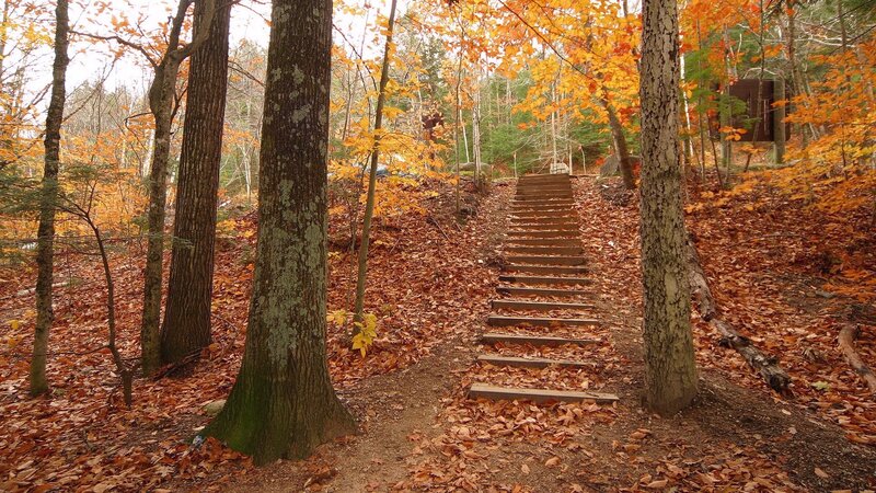 Autumn forest stairs