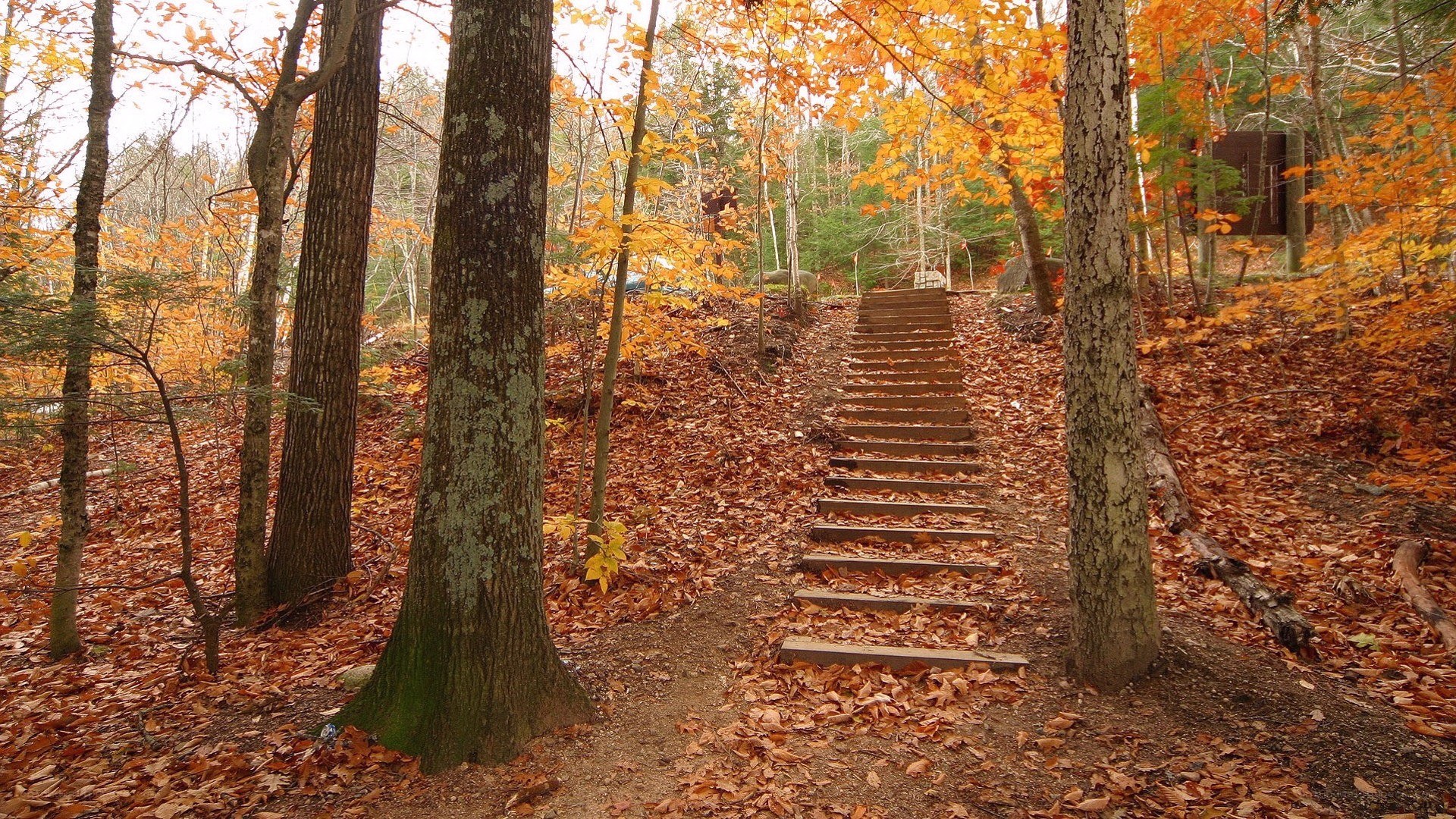 Autumn forest stairs