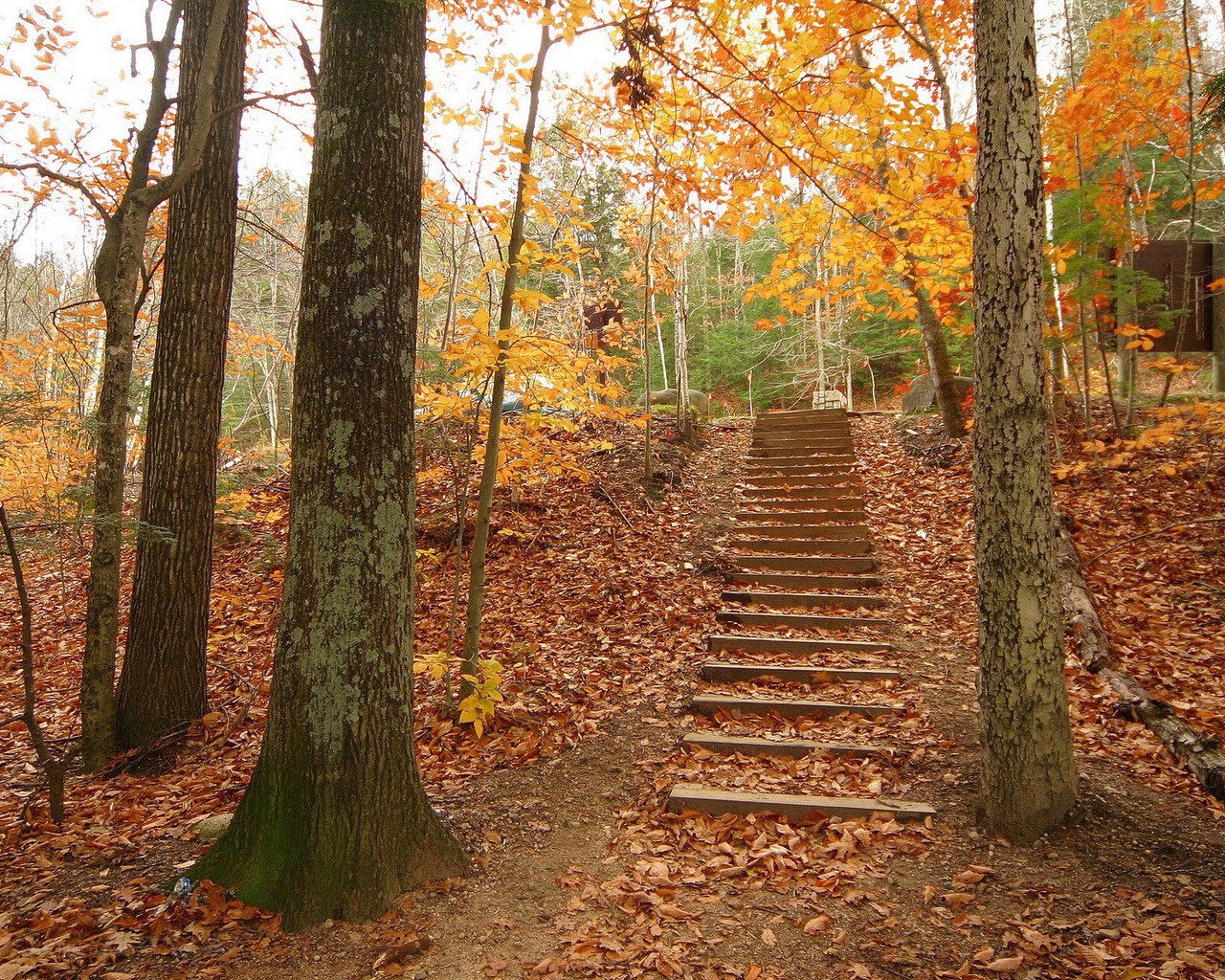 Autumn forest stairs