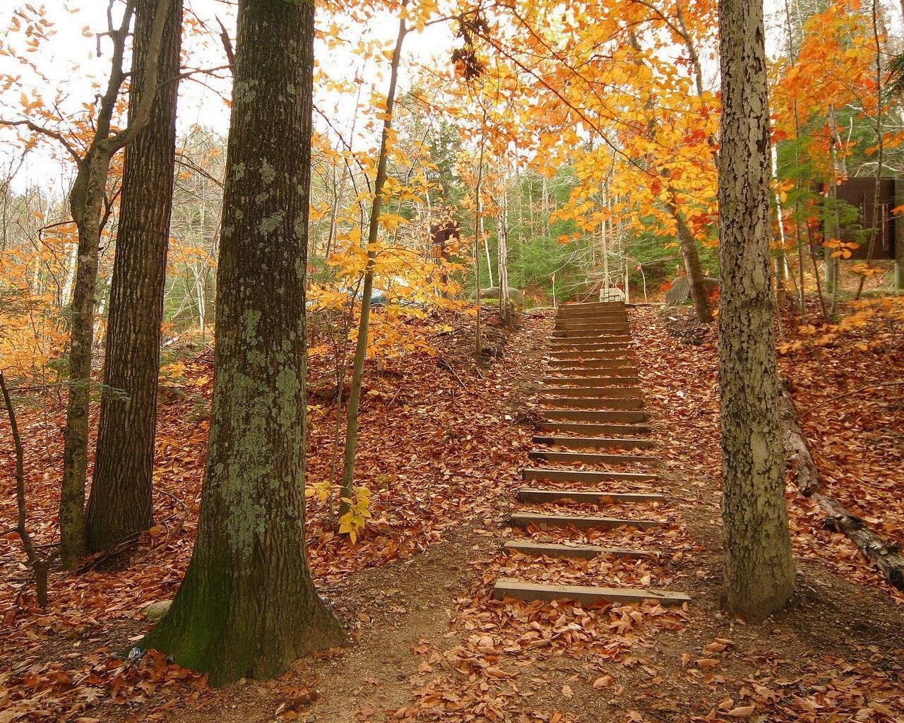 Autumn forest stairs