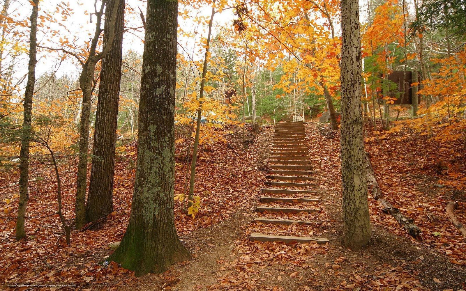 Autumn forest stairs
