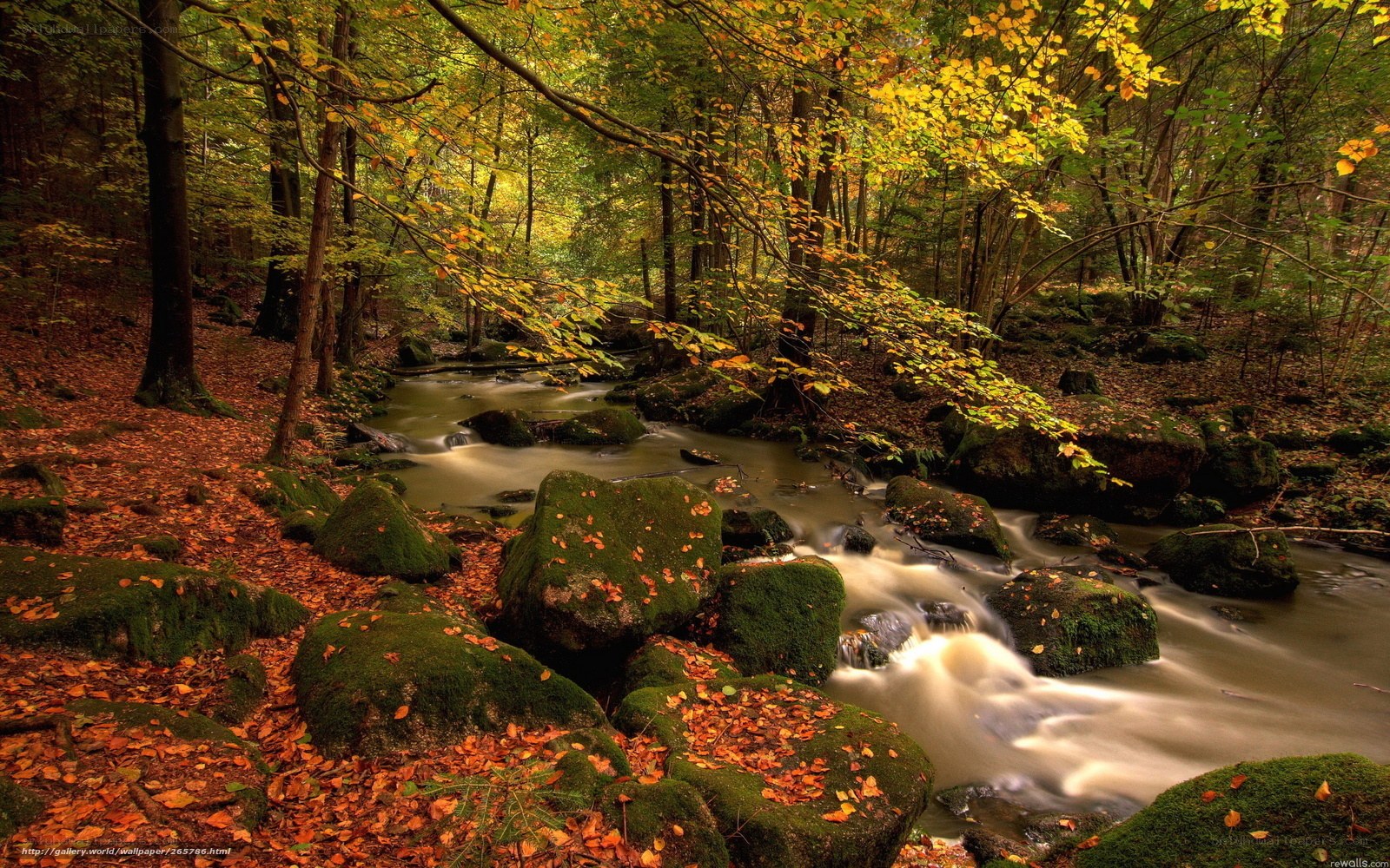 Autumn forest stream