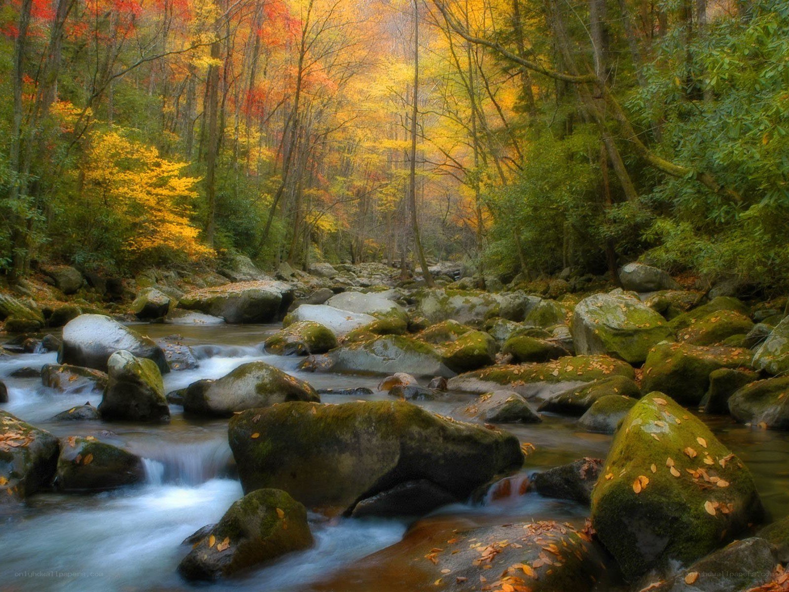 Autumn forest stream