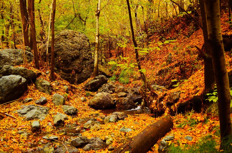 Autumn forest stream
