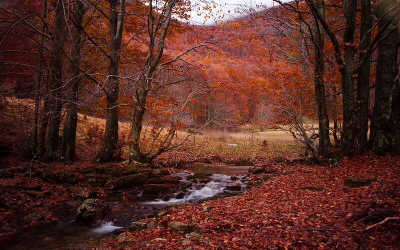 Autumn forest stream
