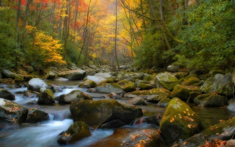 Autumn forest stream
