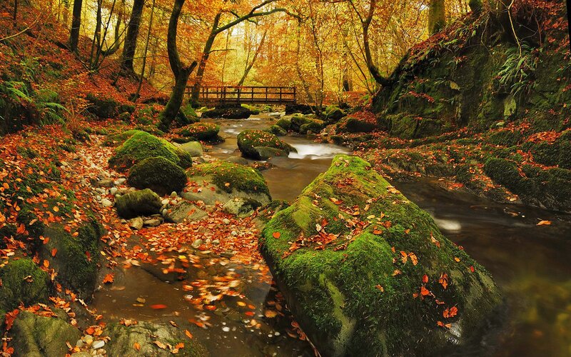 Autumn forest stream