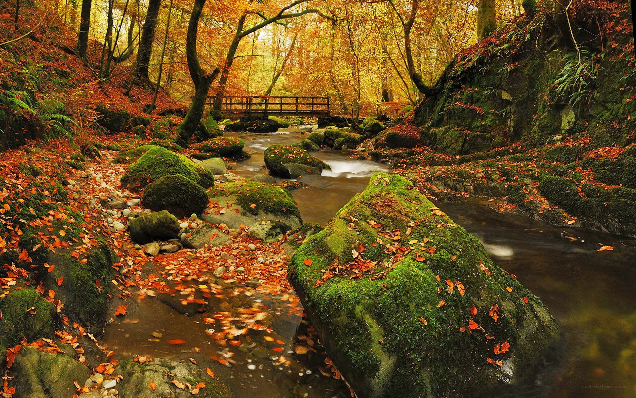 Autumn forest stream