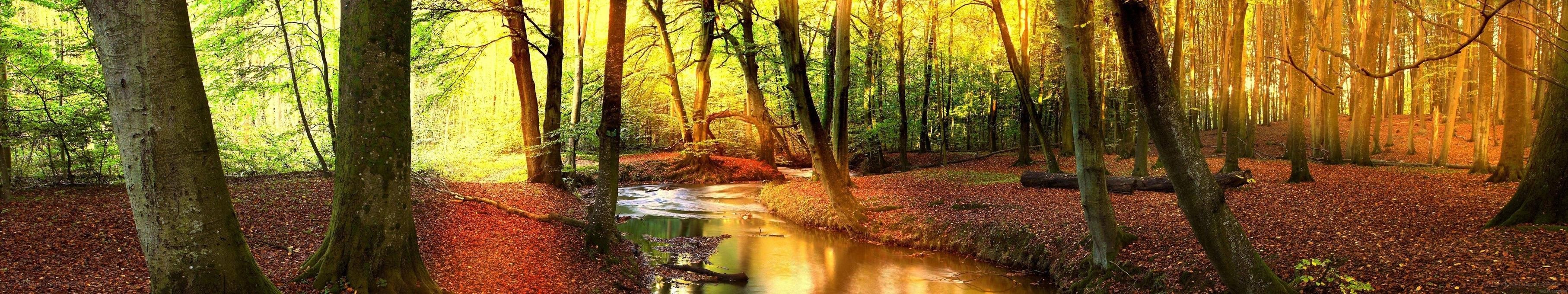 Autumn forest stream